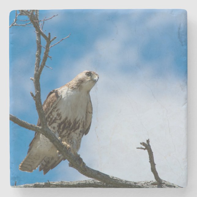 Hawk On The Hunt Marble Stone Coaster (Front)