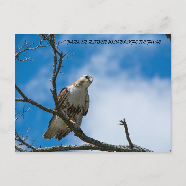 Hawk On The Hunt Postcard (Front)