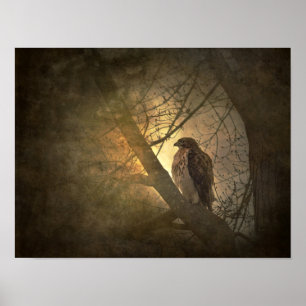 hawk on tree branch poster