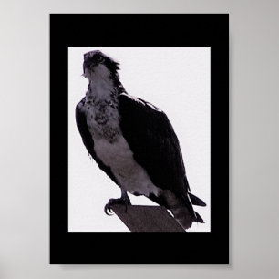 Hawk Photo Poster