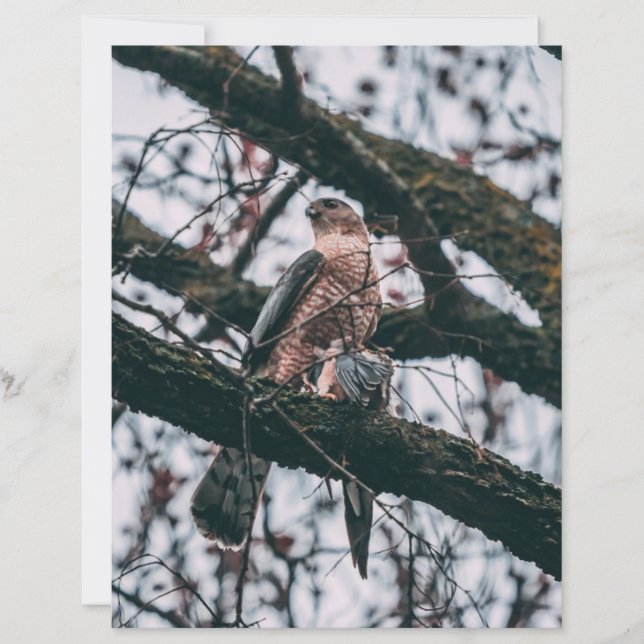 Hawk Photo Print (Front)