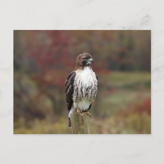 Hawk Postcard (Front)