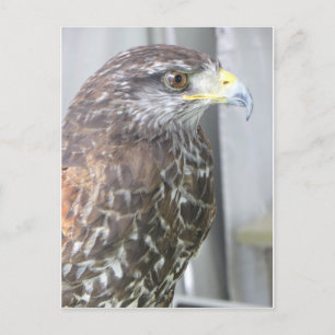 Hawk Postcard