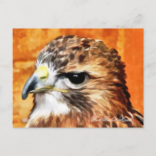 HAWK POSTCARD