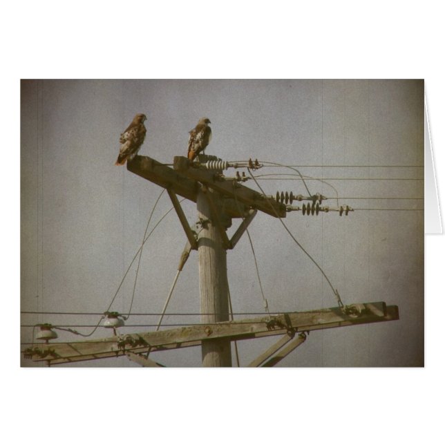 Hawk Power (Front Horizontal)