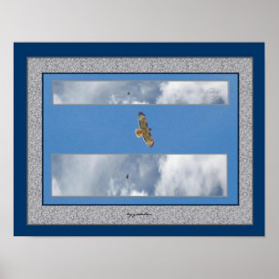 Hawk Soaring Collage 2 Photo Poster by gretchen