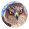 Hawk Stickers