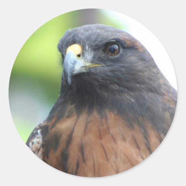 Hawk stickers (Front)