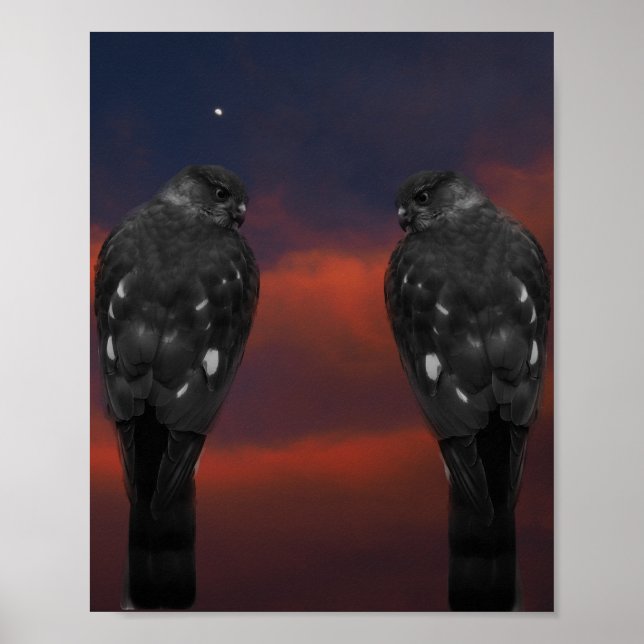 Hawk Storm Poster (Front)