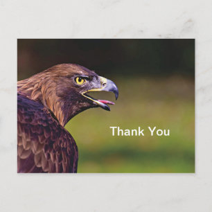 Hawk Thank You Postcard