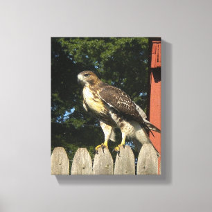 Hawk  Wrapped Canvas Print