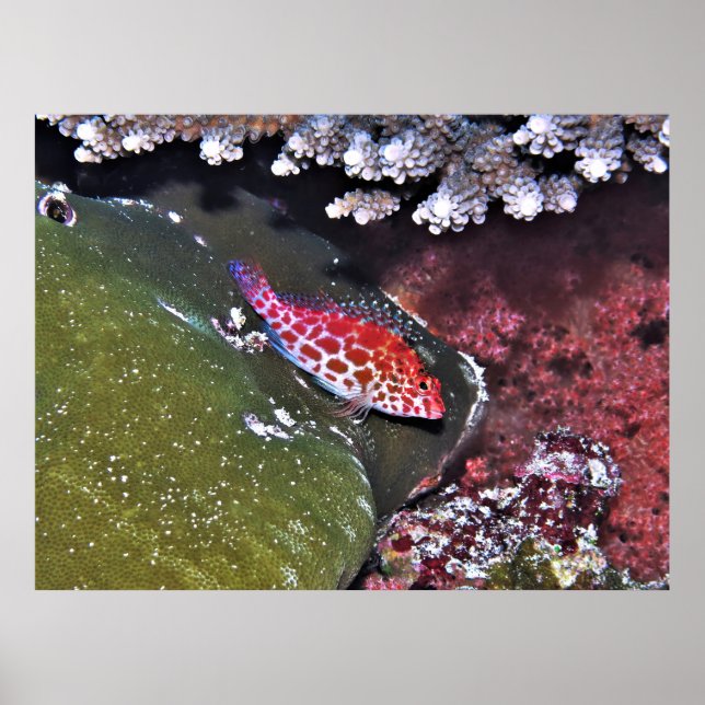 Hawkfish and Coral Poster (Front)