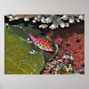 Hawkfish Poster