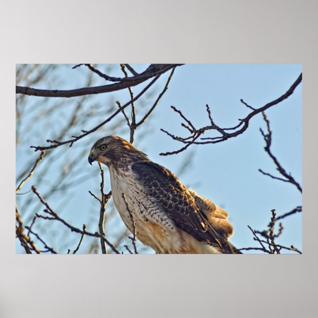 Hawks Eye Poster (Front)