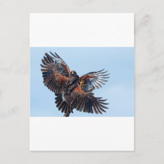 Hawks Fight for Control of the Sky Postcard