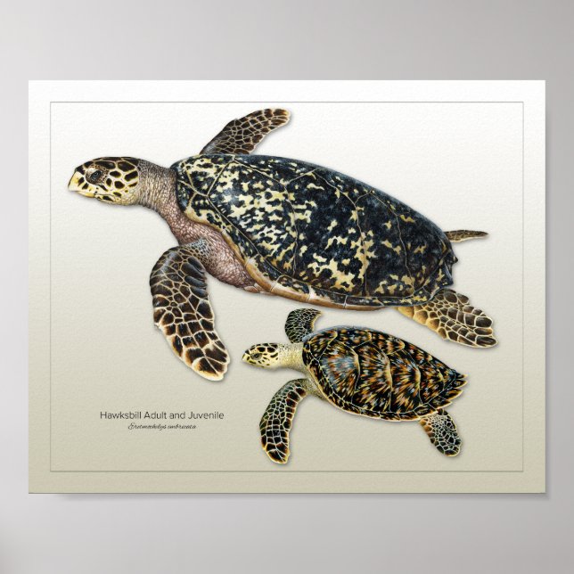 Hawksbill Adult and Juvenile Print (Front)