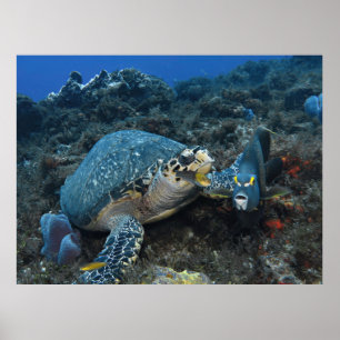 Hawksbill and Crew Poster