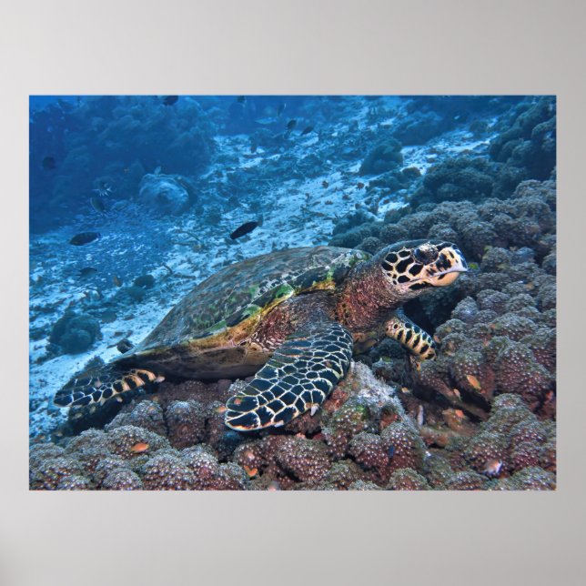 Hawksbill of Raja Ampat Poster (Front)