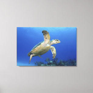 Hawksbill Sea Turtle Canvas Print