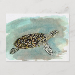 Hawksbill Sea Turtle Postcard