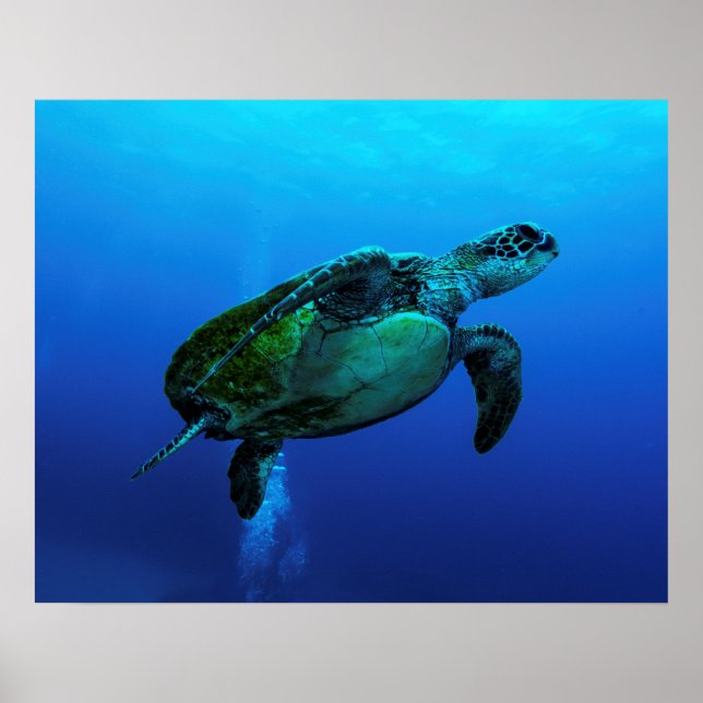 Hawksbill Sea Turtle Poster (Front)