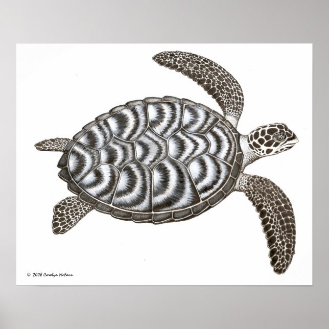 Hawksbill Sea Turtle Print (Front)