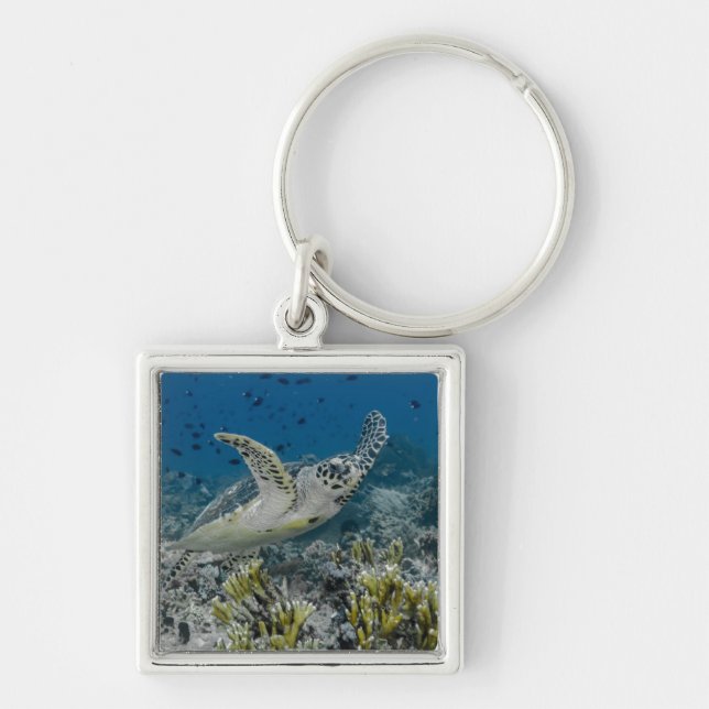 Hawksbill Sea Turtle Swimming Keychain (Front)