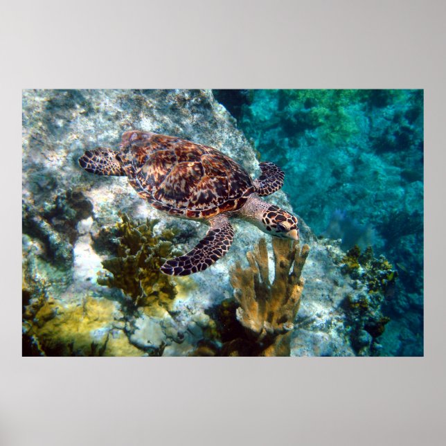 Hawksbill Sea Turtle, US Virgin Islands Poster (Front)