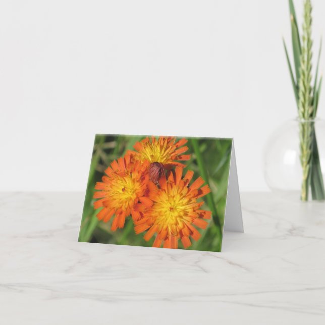 Hawkweed Note Card (Front)