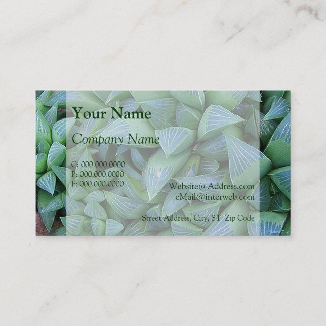 Haworth Plantes Cartes de visite succulents (Devant)