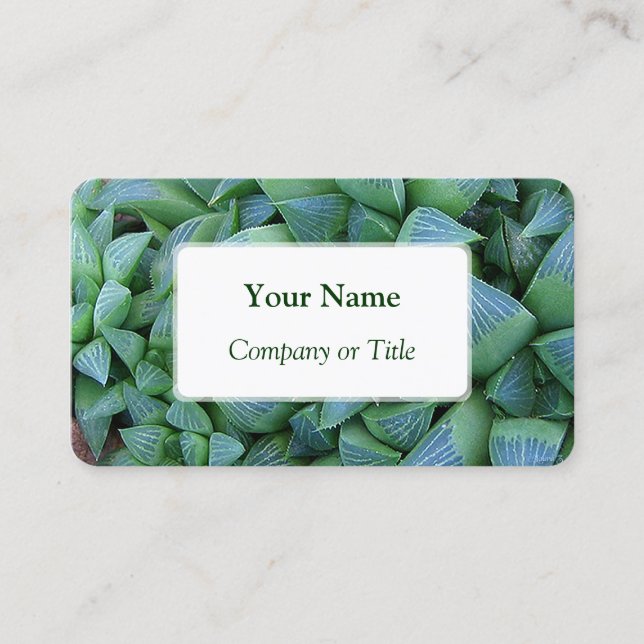 Haworthia Succulent Plant Business Cards (Front)