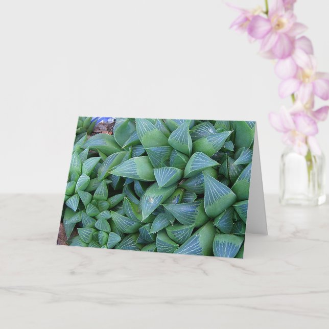 Haworthia Succulent Plants Note Card (Orchid)
