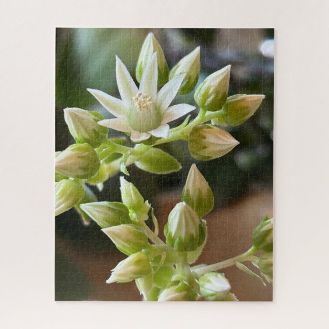 Haworth's Aeonium Flowers Close-Up Photograph Jigsaw Puzzle (Vertical)