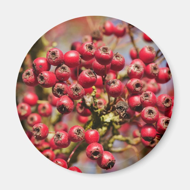 Hawthorn Berries Magnet (Front)