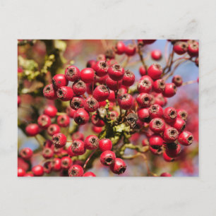 Hawthorn Berries Postcard