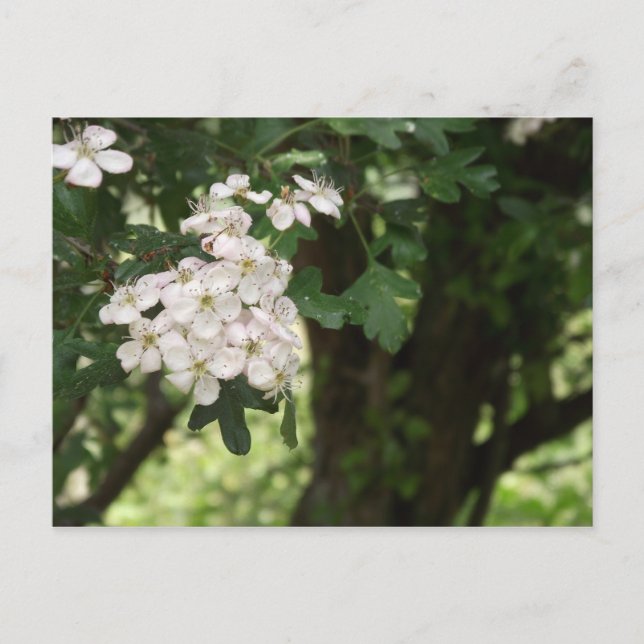 Hawthorn Blossom Postcard (Front)