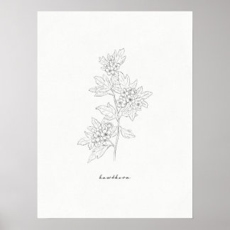 Hawthorn Flower Line Art Print