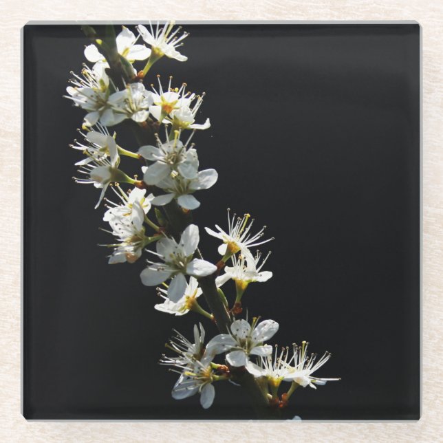 Hawthorn Flowers coastercna Glass Coaster (Front)
