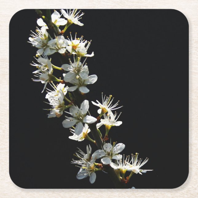 Hawthorn Flowers coastercna Square Paper Coaster (Front)