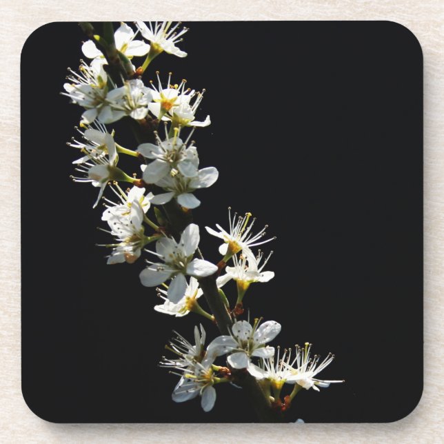 Hawthorn Flowers coastercnm Coaster (Front)