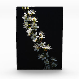 Hawthorn Flowers pbcna Photo Block