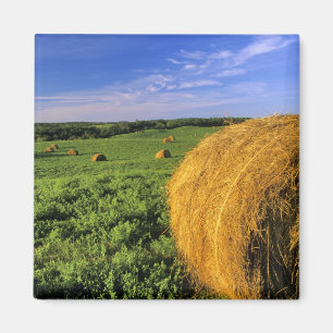Hay Bales near Bottineau North Dakota Magnet