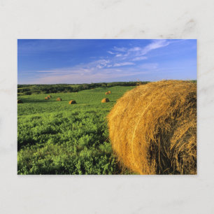 Hay Bales near Bottineau North Dakota Postcard