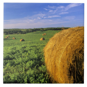 Hay Bales near Bottineau North Dakota Tile
