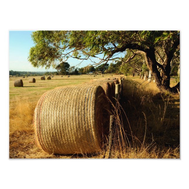 Hay bales on farm land photo print (Front)