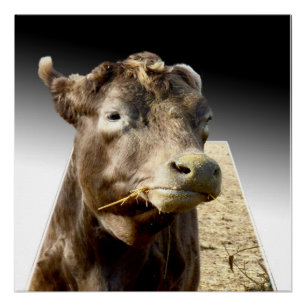 Hay Day: A Brown Cow’s Munching Moment in Pop-Out Poster