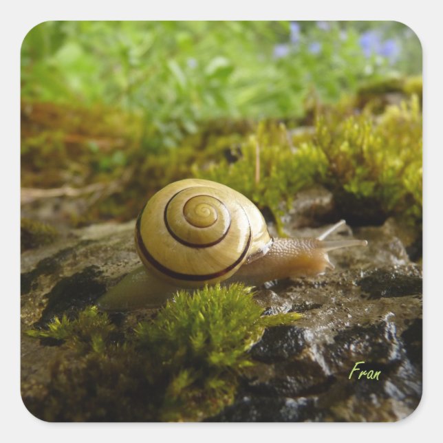 hay for snail day! square sticker (Front)