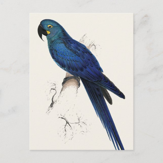 Hayacinthe Maccaw Postcard (Front)