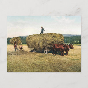 Haying in New England - Vintage 1900 Postcard