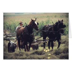 Haying Time